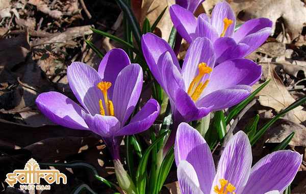 Củ hoa nghệ tây là gì? Củ hoa nghệ tây trồng được ở Việt Nam?