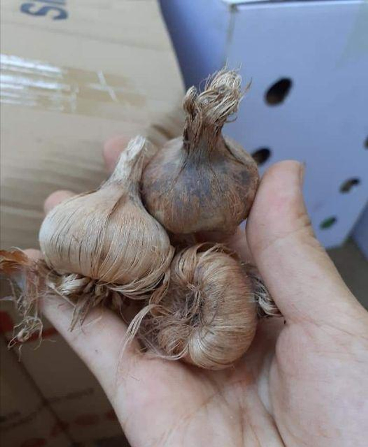 Việt Nam có trồng được cây nghệ tây không? Cách trồng cây hoa nghệ tây - Saffron Việt Nam