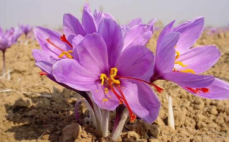 Nhụy hoa nghệ tây saffron là gì, giá bao nhiêu? Phân biệt saffron thật giả