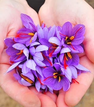 Nguồn gốc đáng kinh ngạc của saffron! ⋆ Vigo Beauty