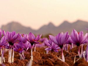 Nguồn gốc đáng kinh ngạc của saffron! ⋆ Vigo Beauty