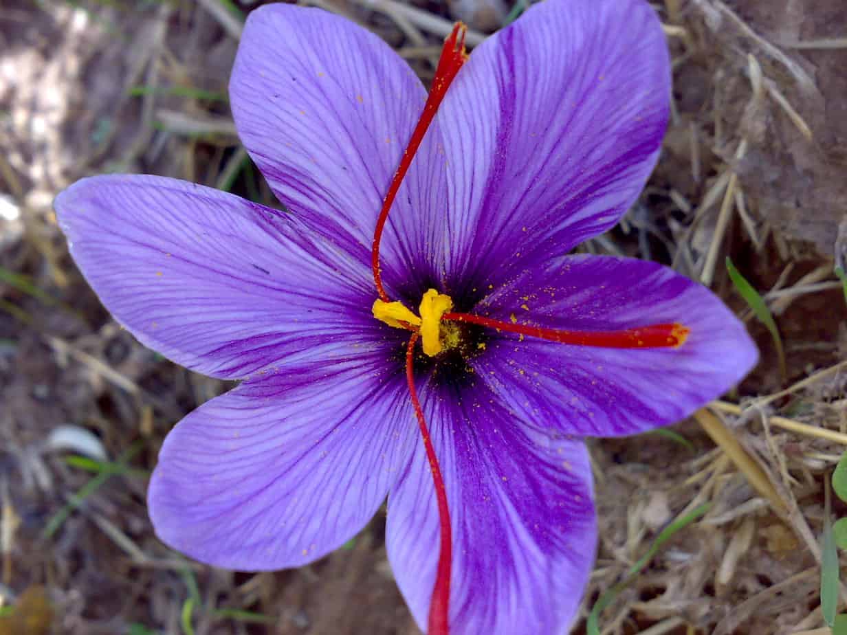 Hoa Nghệ Tây - Saffron | Wikiduoclieu.org