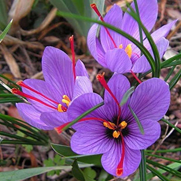 Nhụy hoa nghệ tây saffron là gì, giá bao nhiêu? Phân biệt saffron thật giả